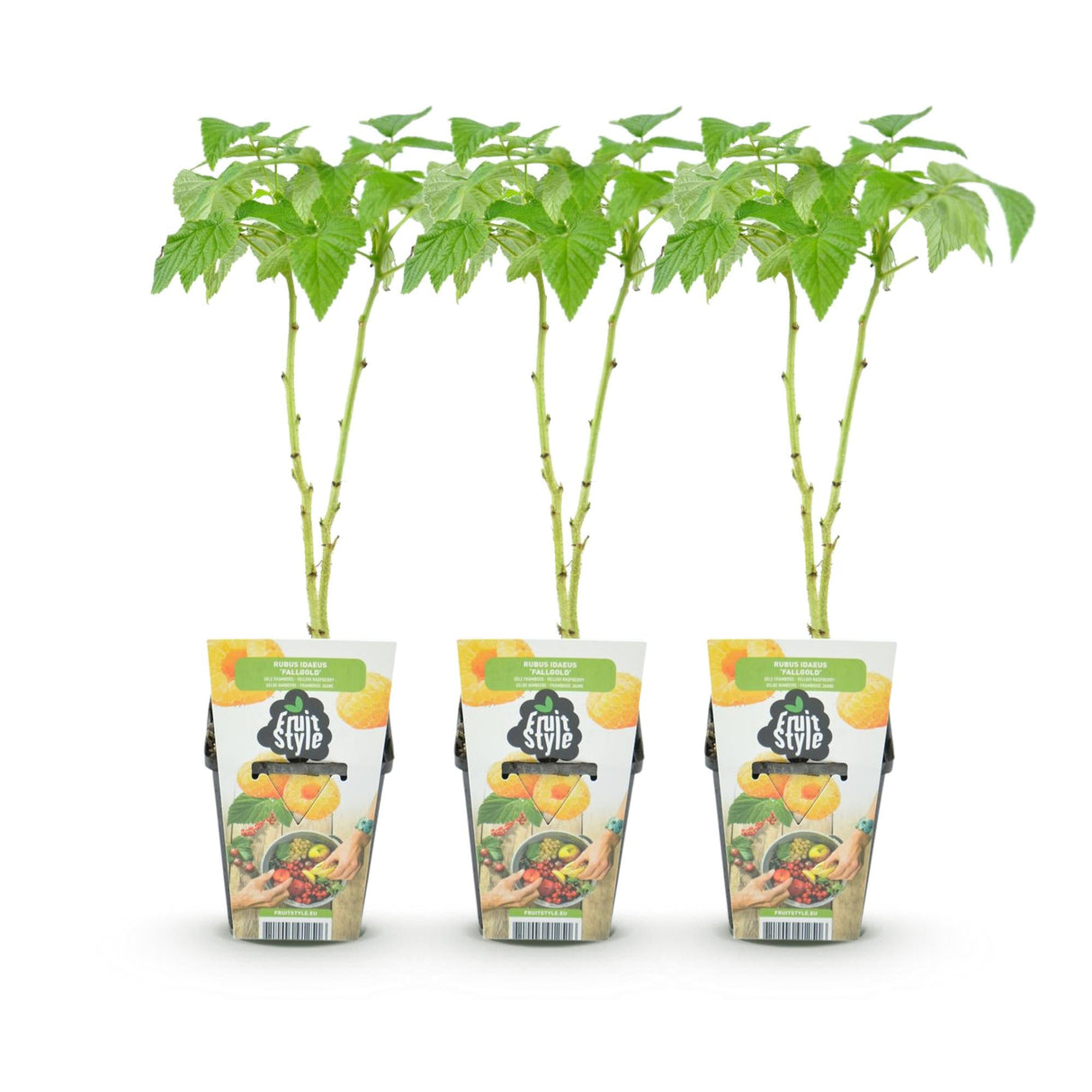 Livraison plante Framboisier Fallgold – Lot de 3 – Pot 9 cm
