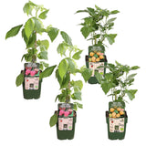 Livraison plante Framboisier lot de 4 - ↨45cm - Ø13 - arbuste fruitier