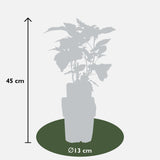 Livraison plante Framboisier lot de 4 - ↨45cm - Ø13 - arbuste fruitier