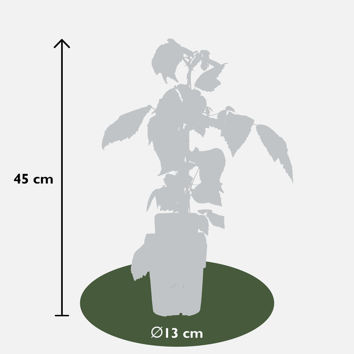 Livraison plante Framboisier lot de 4 - ↨45cm - Ø13 - arbuste fruitier