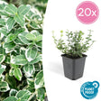 Livraison plante Fusain Emerald Gaité - 20x h20cm d9cm