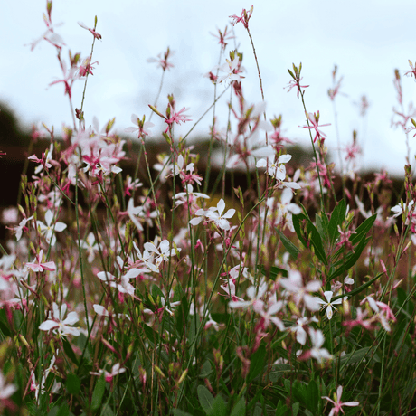 Livraison plante Gaura blanche papillon