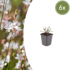 Livraison plante Gaura blanche papillon