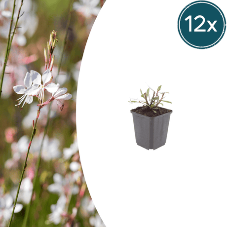 Livraison plante Gaura blanche papillon