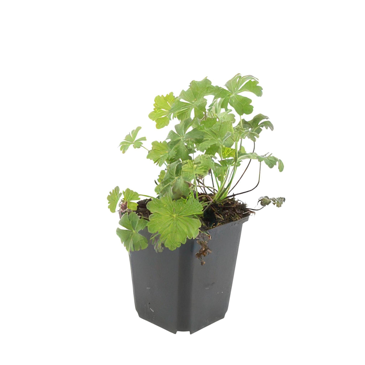 Livraison plante Geranium cantabrigiense Biokovo