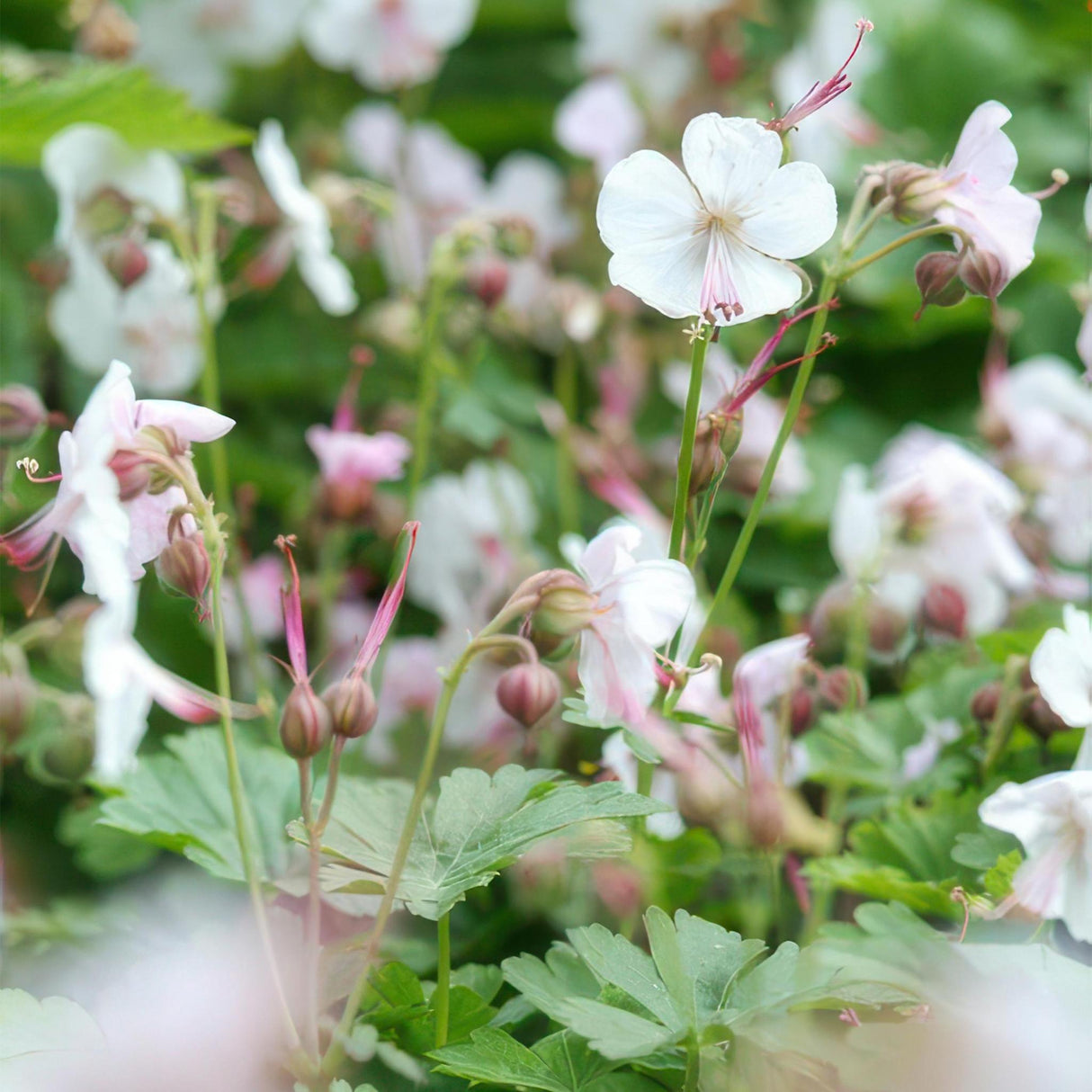 Livraison plante Geranium cantabrigiense Biokovo