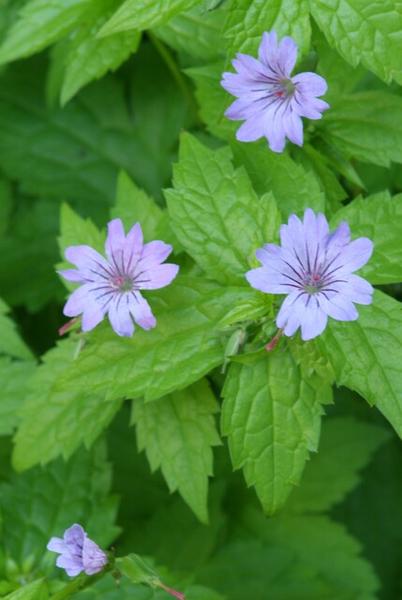 Livraison plante Géranium Nodosum