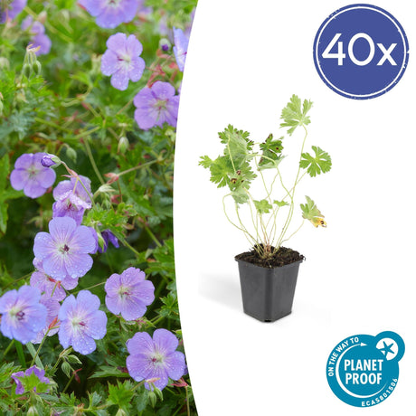 Livraison plante Geranium Rozanne