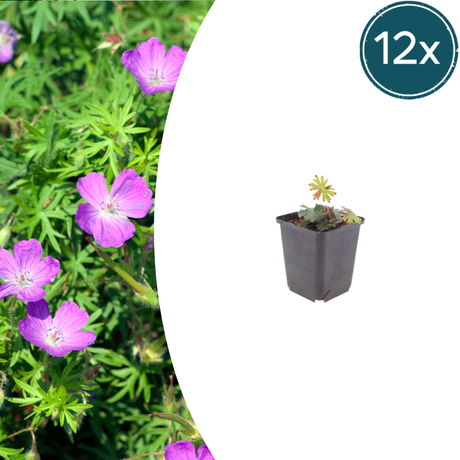 Livraison plante Geranium sanguiné