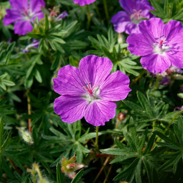 Livraison plante Geranium sanguiné