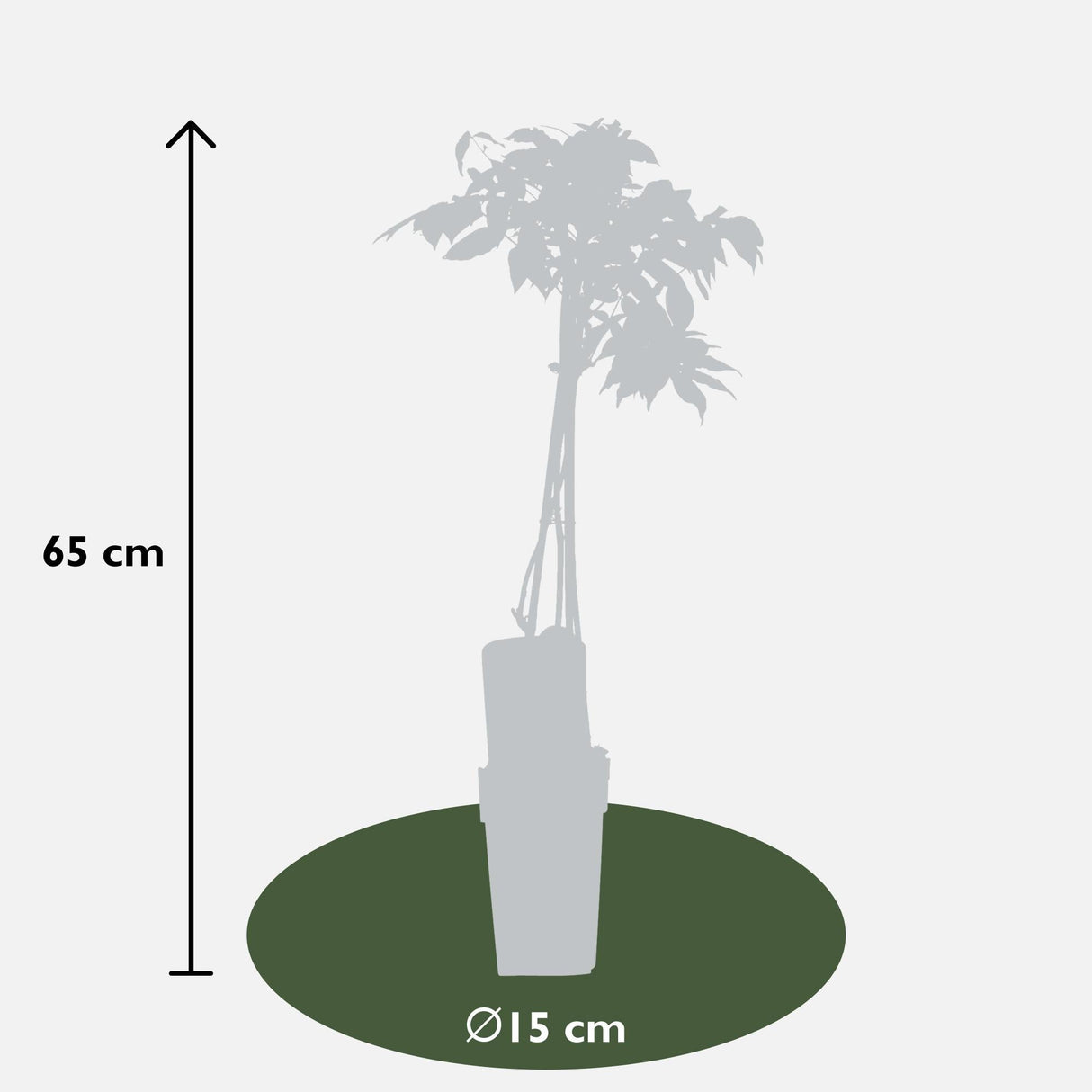 Livraison plante Glycine blanc - lot de 2 - ↨65cm - Ø15 - plante grimpante extérieur