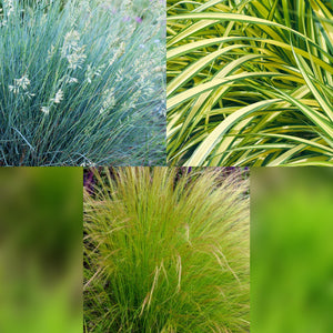 Livraison plante Graminées variées – Lot de 3 – Pot 17 cm – Hauteur 50 cm