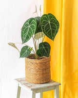 Livraison plante Grand Anthurium Clarinervium