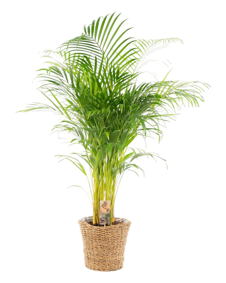 Livraison plante Grand areca avec panier