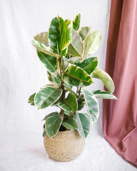 Livraison plante Grand Ficus Tineke h95cm