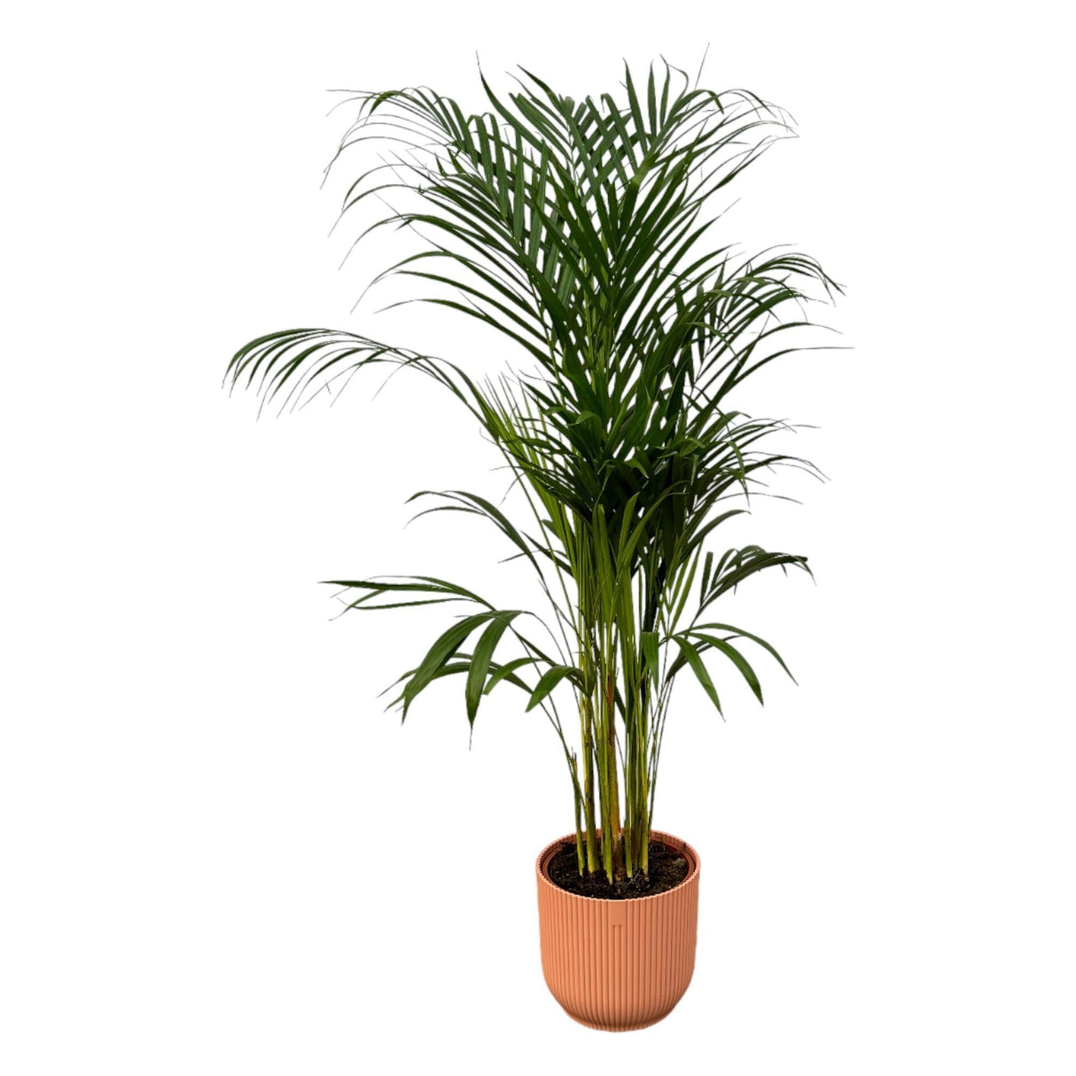 Livraison plante Grand Palmier Areca - Plusieurs tailles et pots