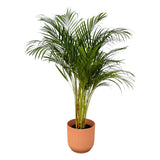 Livraison plante Grand Palmier Areca - Plusieurs tailles et pots