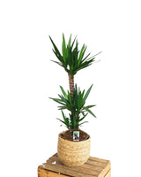 Livraison plante Grand yucca - Ø27 h130