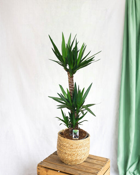 Livraison plante Grand yucca - Ø27 h130