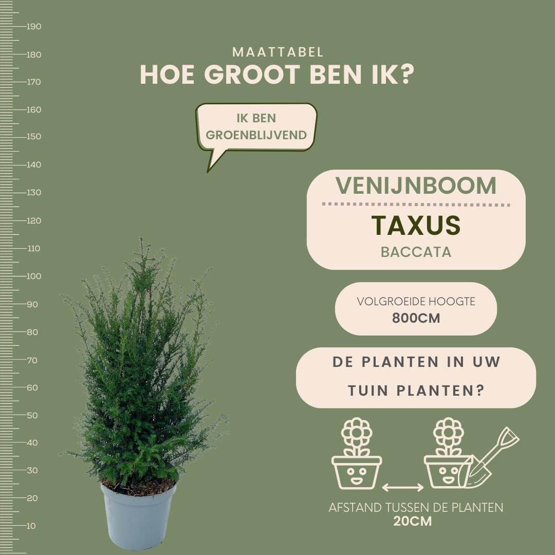 Livraison plante Grands ifs h100cm pour 10 mètres linéaires de haie 25x12L