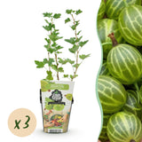 Livraison plante Groseillier à maquereau Hinnonmäki Grün – Lot de 3 – Pot 9cm