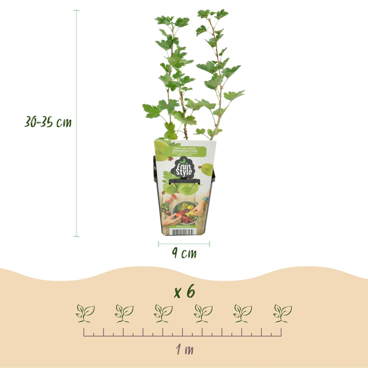 Livraison plante Groseillier à maquereau Hinnonmäki Grün – Lot de 3 – Pot 9cm