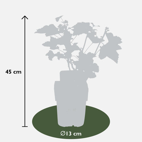 Livraison plante Groseillier Bio