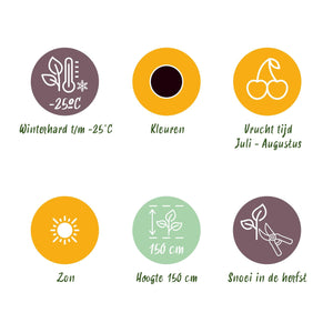 Livraison plante Groseillier Jostabes – Lot de 6 – Pot 9 cm