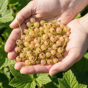 Livraison plante Groseillier Witte Hollander – Lot de 3 – Pot 9 cm