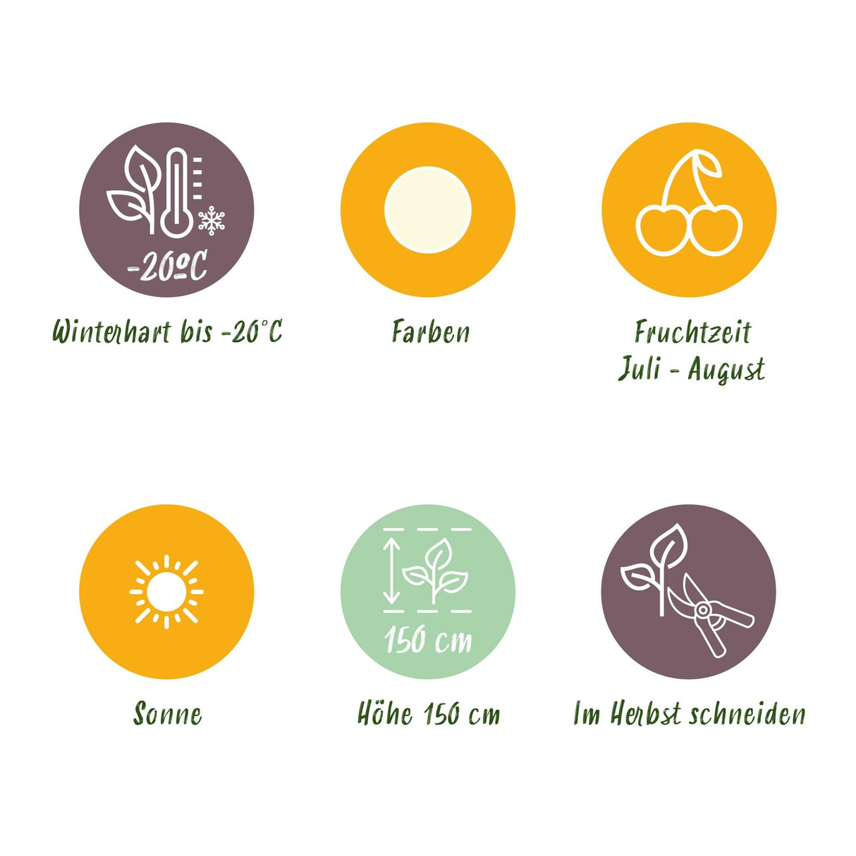 Livraison plante Groseillier Witte Hollander – Lot de 3 – Pot 9 cm