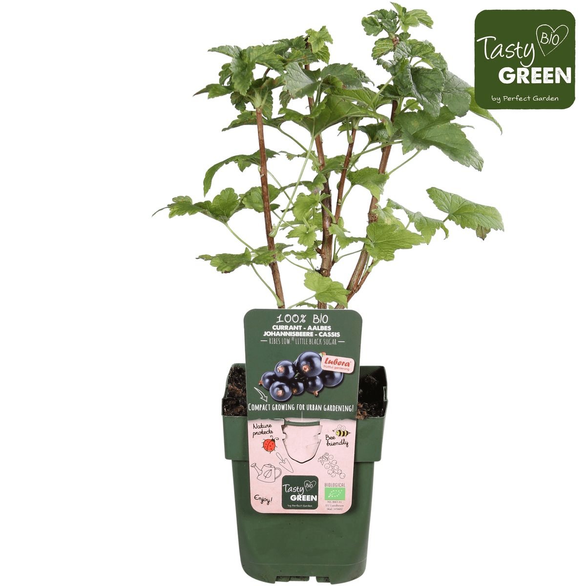 Livraison plante Grosseillier noir - arbuste fruitier