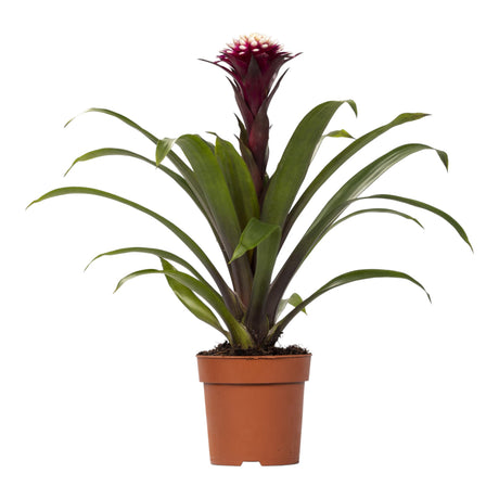 Livraison plante Guzmania Fransesca