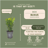 Livraison plante Haie Buxus Sempervirens X6