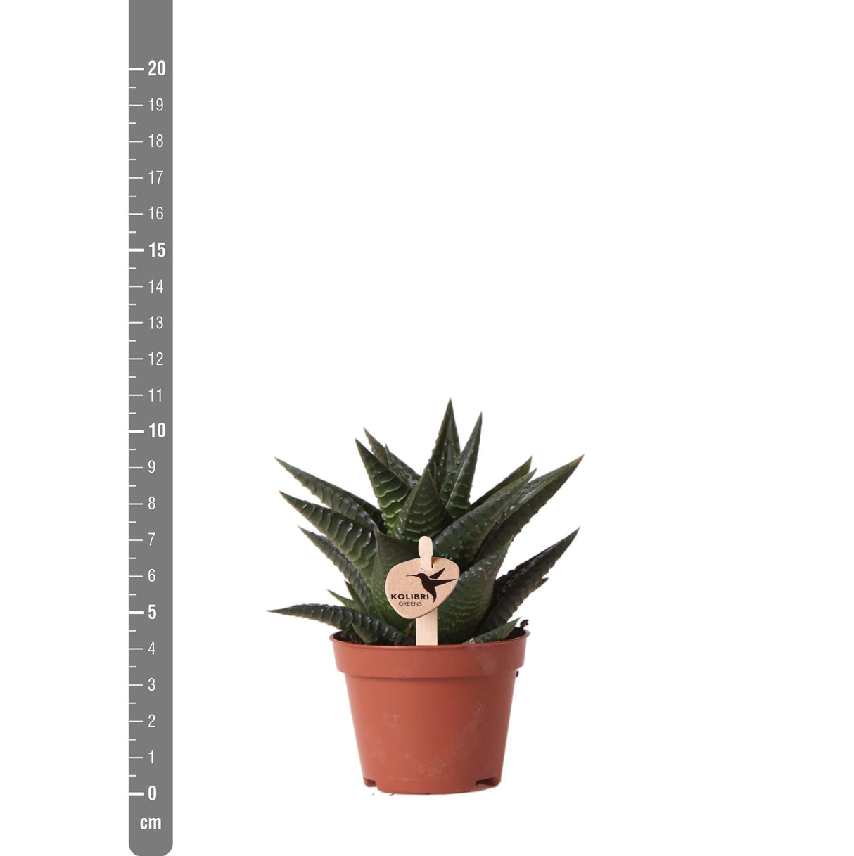 Livraison plante Haworthia Limifolia h11cm