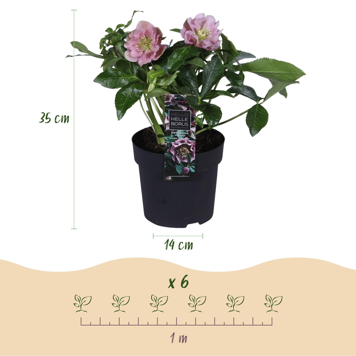 Livraison plante Hellébore orientale Double Ellen Pink – Pot 14 cm