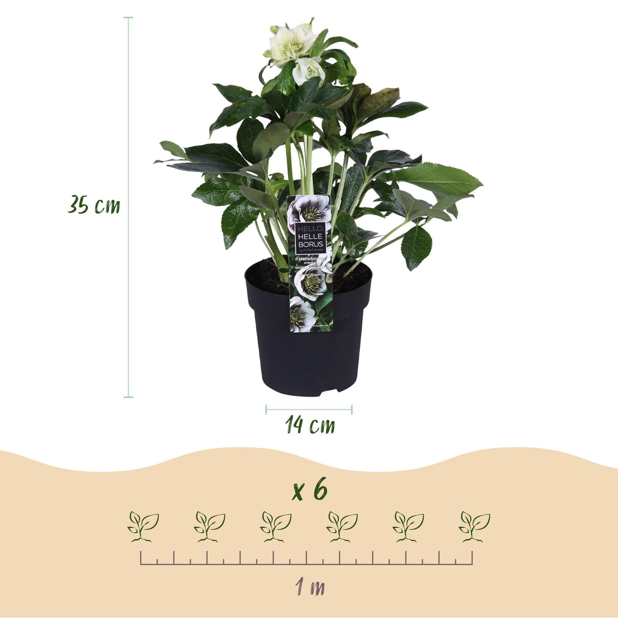 Livraison plante Hellébore orientale Double Ellen White – Pot 14 cm