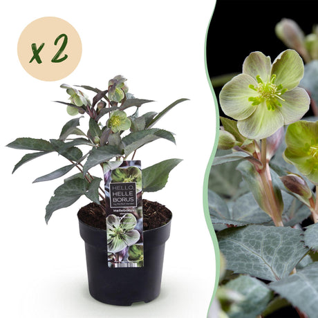 Livraison plante Hellebore sternii Silver Dollar x1