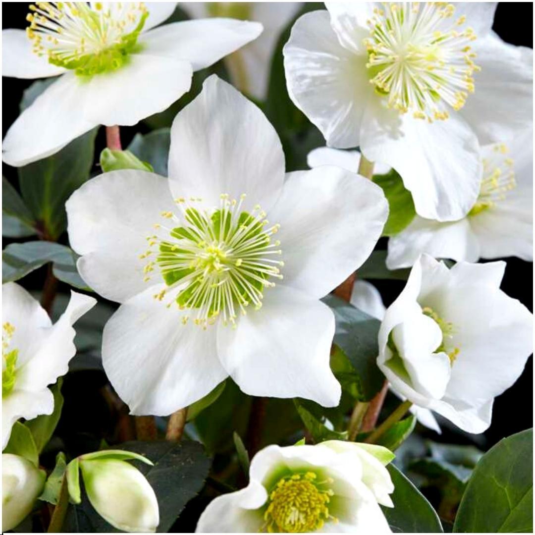 Livraison plante Helleborus niger 'Christmas Carol' - Lot de 12