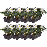 Livraison plante Helleborus niger 'Christmas Carol' - Lot de 48