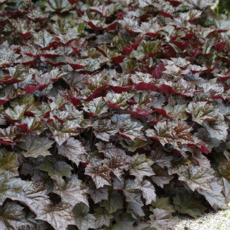 Livraison plante Heuchera mic. 'Palace Purple'