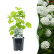 Livraison plante Hortensia Annabelle en pot x1