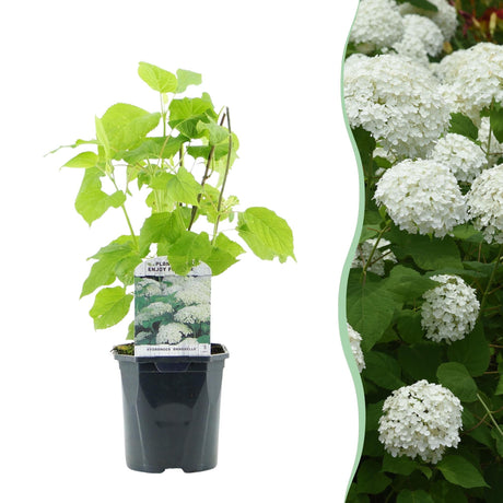 Livraison plante Hortensia Annabelle – Lot de 1 – Pot 17 cm – Hauteur 50 cm