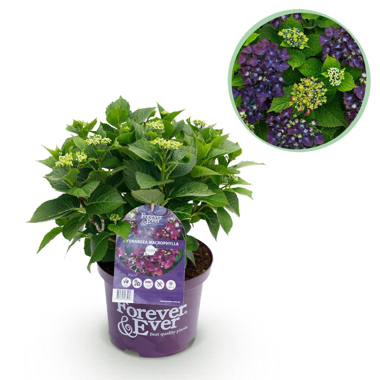Livraison plante Hortensia en pot