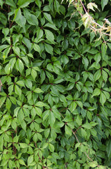 Livraison plante Hortensia 'Engelmannii'