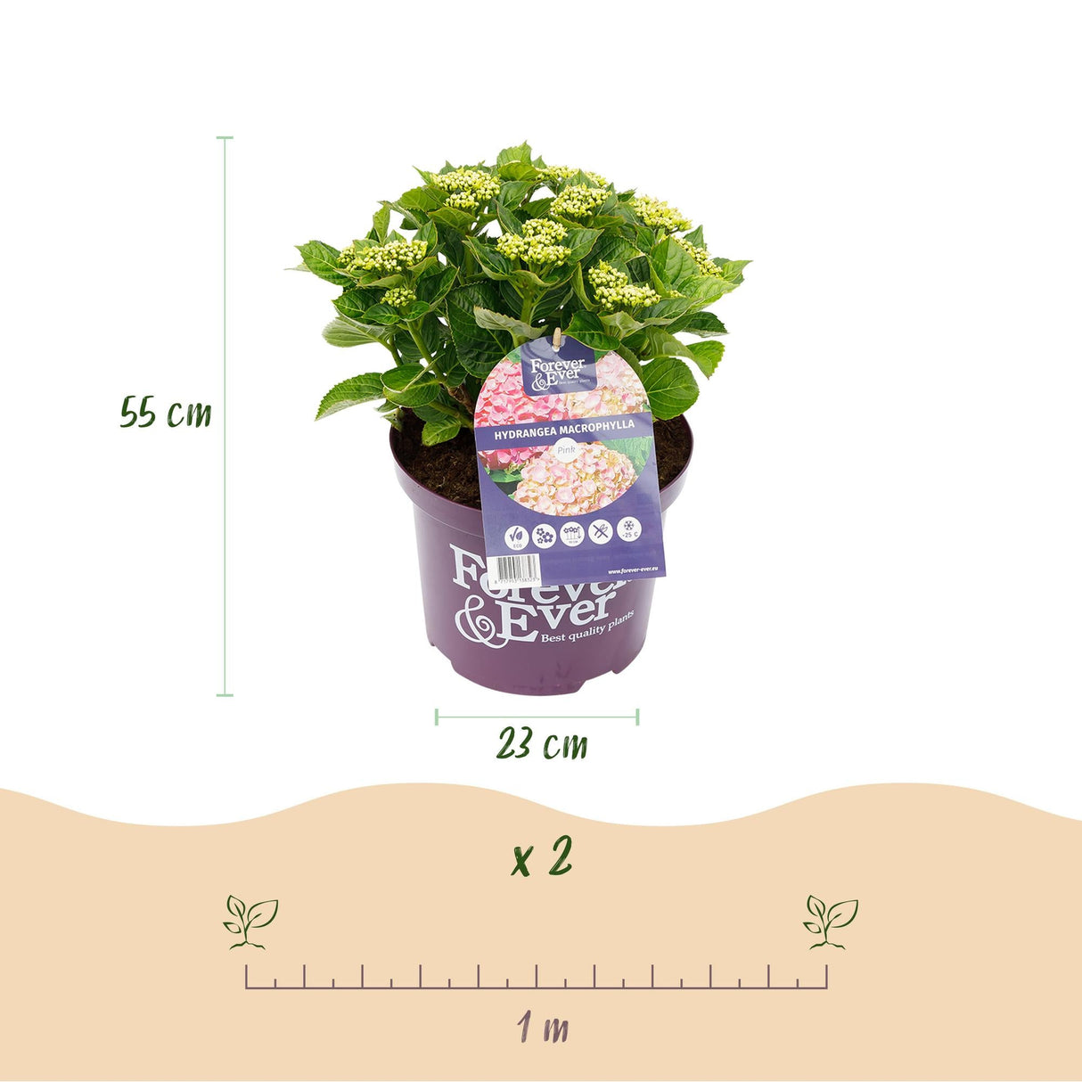 Livraison plante Hortensia Forever & Ever – Pot 23 cm – Hauteur 55 cm