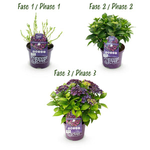 Livraison plante Hortensia Forever & Ever – Pot 23 cm – Hauteur 55 cm