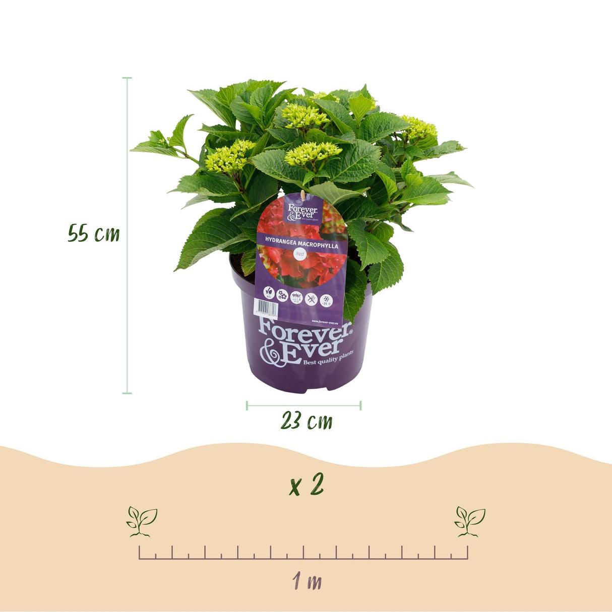 Livraison plante Hortensia Forever & Ever Rouge – Pot 23 cm – Hauteur 55 cm