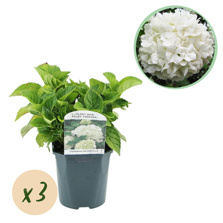 Livraison plante Hortensia Macrophylla Blanc