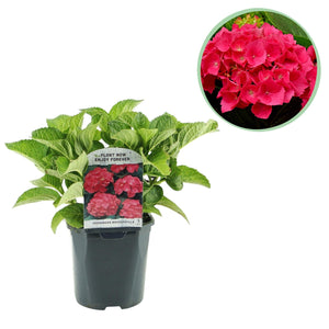 Livraison plante Hortensia macrophylla Rouge