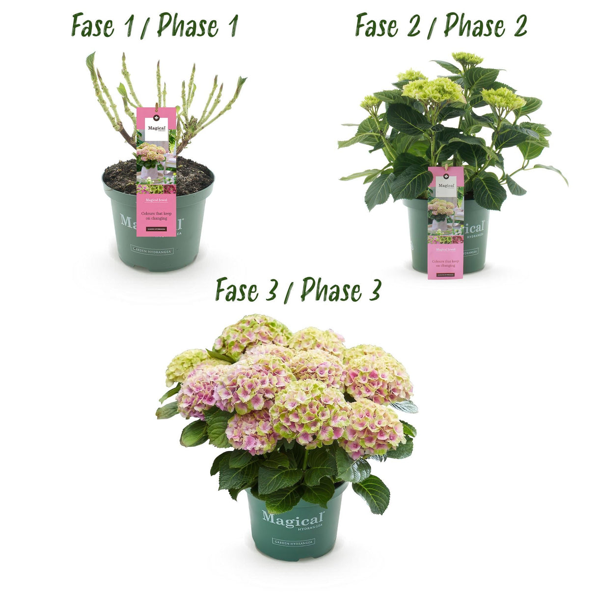 Livraison plante Hortensia Magical Jewel Pink – Pot 23 cm – Hauteur 55 cm